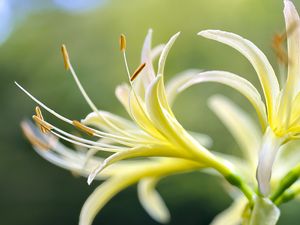 Превью обои лилия, цветок, пыльца, макро, размытие