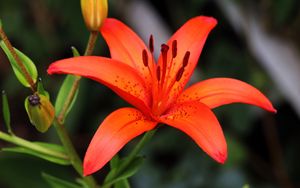Превью обои лилия, цветок, растение, красный, макро