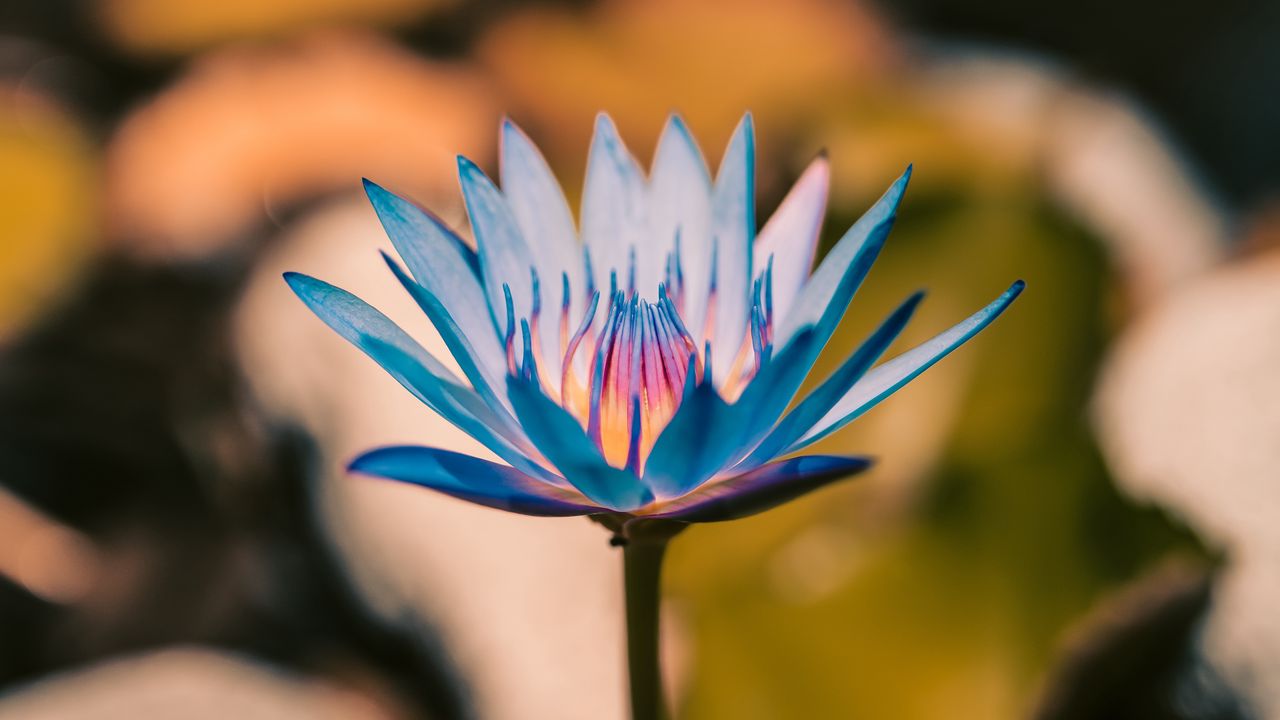 Обои лилия, цветок, синий, цветение, растение