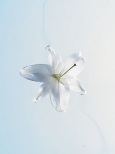 Превью обои лилия, цветок, вода, белый