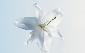 Превью обои лилия, цветок, вода, белый