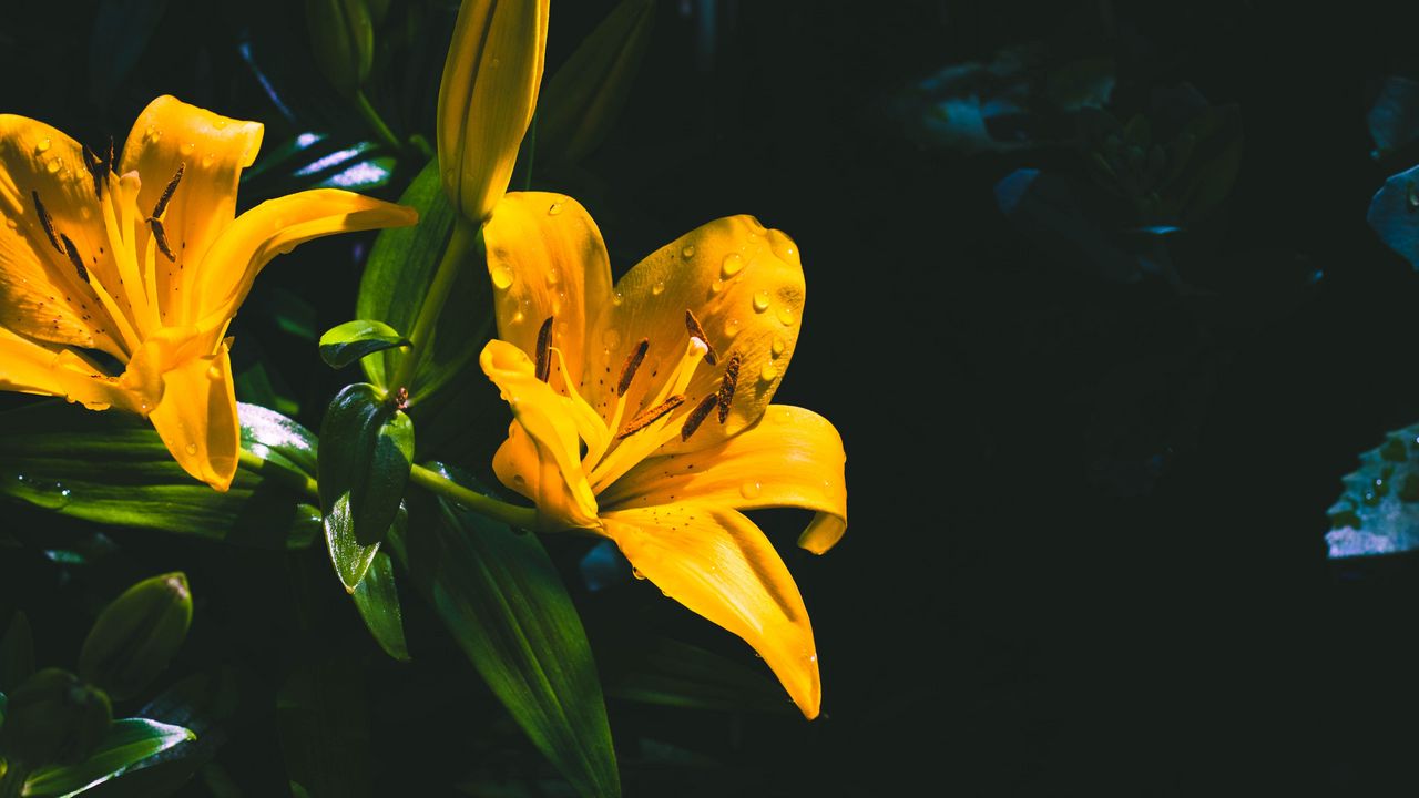 Обои лилия, цветок, желтый, мокрый, капли