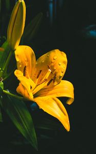 Превью обои лилия, цветок, желтый, мокрый, капли