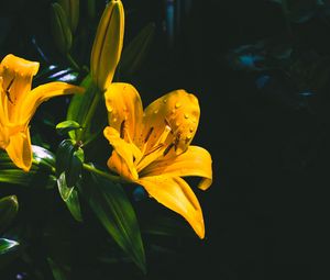 Превью обои лилия, цветок, желтый, мокрый, капли