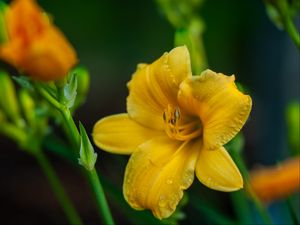 Превью обои лилия, цветок, желтый, лепестки
