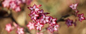 Превью обои лилия, цветы, блюр, красный, белый