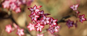 Превью обои лилия, цветы, блюр, красный, белый