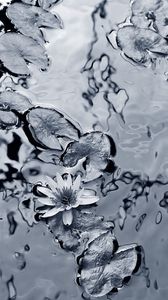 Превью обои лилия, вода, листья, черно-белые