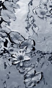 Превью обои лилия, вода, листья, черно-белые