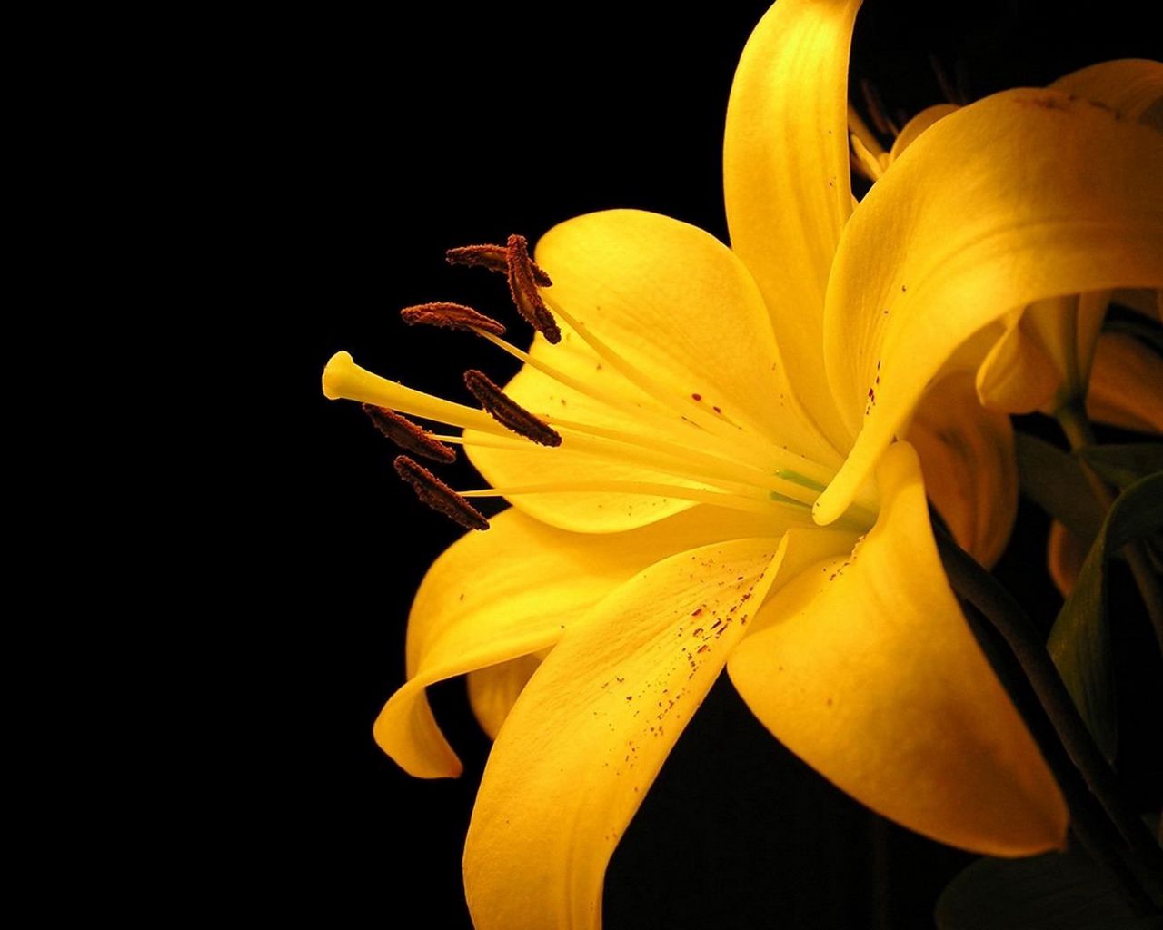 Желтые лилии букет