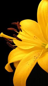 Превью обои лилия, желтый, цветок, пятнистый