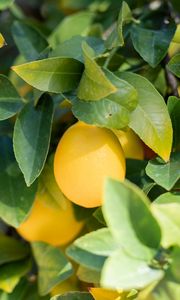 Превью обои лимон, фрукт, листья, ветки, растение