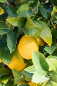 Превью обои лимон, фрукт, листья, ветки, растение