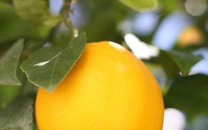 Превью обои лимон, фрукт, цитрус, ветка, листья, макро