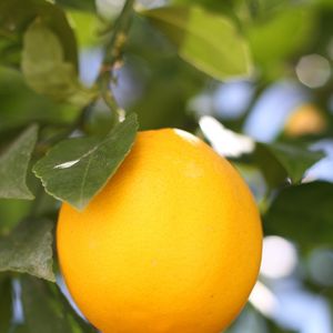 Превью обои лимон, фрукт, цитрус, ветка, листья, макро