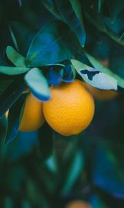 Превью обои лимон, фрукт, ветка, листья