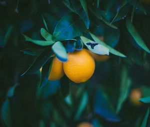 Превью обои лимон, фрукт, ветка, листья