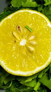 Превью обои лимон, петрушка, зелень, фрукт