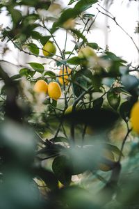 Превью обои лимон, плод, растение, листья