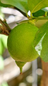 Превью обои лимон, цитрус, фрукт, листья, ветка, макро, зеленый