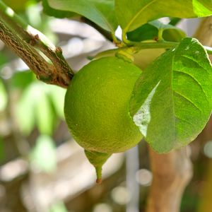 Превью обои лимон, цитрус, фрукт, листья, ветка, макро, зеленый