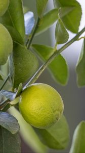 Превью обои лимон, цитрус, ветка, листья