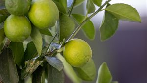 Превью обои лимон, цитрус, ветка, листья