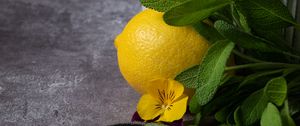 Превью обои лимон, цветок, фрукт, цитрус, желтый