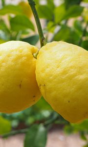 Превью обои лимоны, фрукт, цитрус, ветка