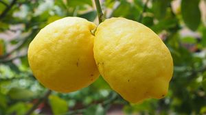 Превью обои лимоны, фрукт, цитрус, ветка
