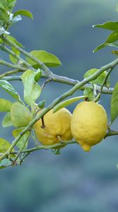 Превью обои лимоны, фрукты, дерево, ветка