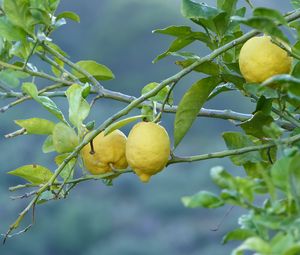 Превью обои лимоны, фрукты, дерево, ветка