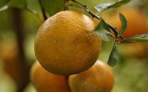 Превью обои лимоны, фрукты, цитрус, ветки, листья, макро