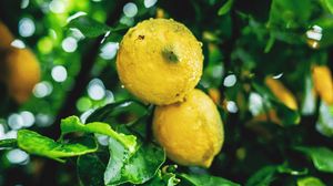 Превью обои лимоны, фрукты, ветки, листья, мокрый