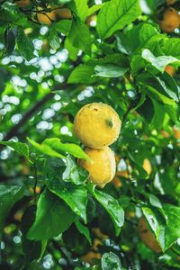 Превью обои лимоны, плоды, цитрус, мокрый, желтый, ветка