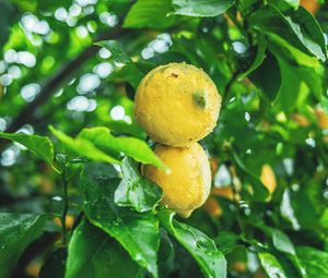 Превью обои лимоны, плоды, цитрус, мокрый, желтый, ветка