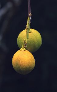 Превью обои лимоны, цитрус, ветка