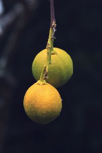 Превью обои лимоны, цитрус, ветка