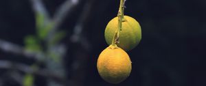 Превью обои лимоны, цитрус, ветка