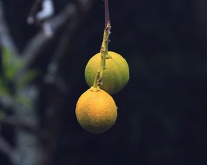 Превью обои лимоны, цитрус, ветка