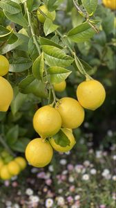 Превью обои лимоны, цитрус, ветки, листья, макро