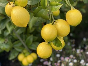 Превью обои лимоны, цитрус, ветки, листья, макро