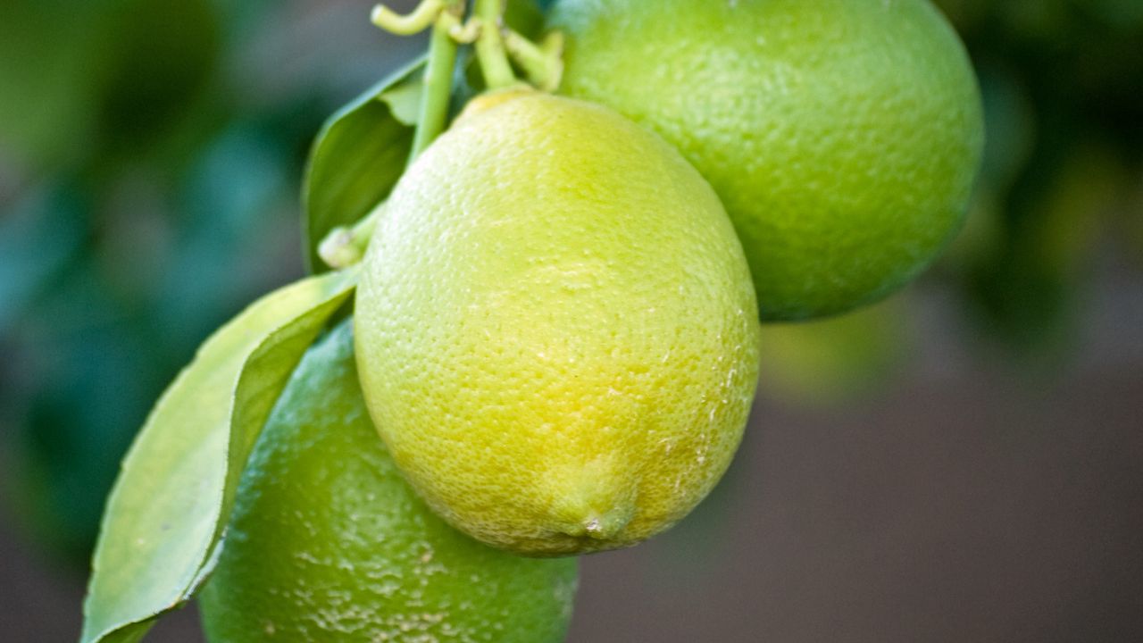Обои лимоны, ветка, листья, макро