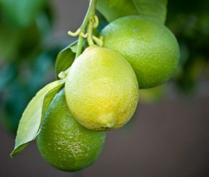 Превью обои лимоны, ветка, листья, макро