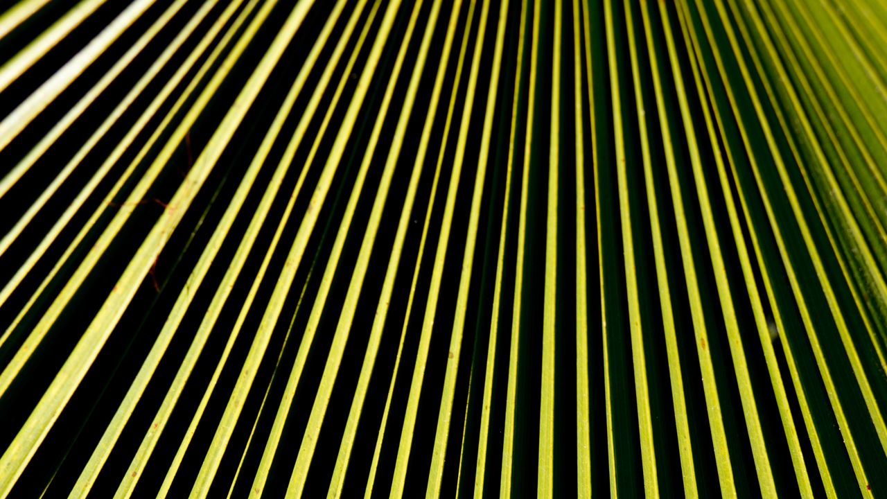 Обои линии, полосы, зеленый, черный, абстракция
