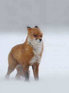 Превью обои лис, рыжий, смотрит, зима, снег, метель