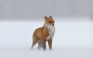 Превью обои лис, рыжий, смотрит, зима, снег, метель