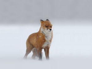 Превью обои лис, рыжий, смотрит, зима, снег, метель