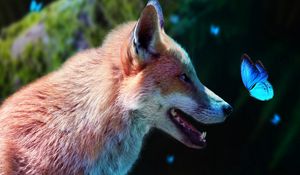 Превью обои лиса, бабочки, милый, животное, дикая природа