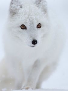 Превью обои лиса, белая, снег, зверек